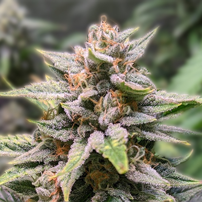Exploring the Mexican Red Hair Strain Characteristics and Cultivation