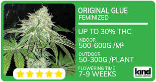 Exploring the Mexican Red Hair Strain Characteristics and Cultivation